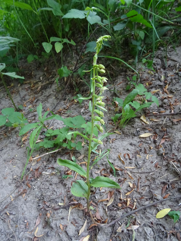 Epipactis bugacensis subsp. bugacensis